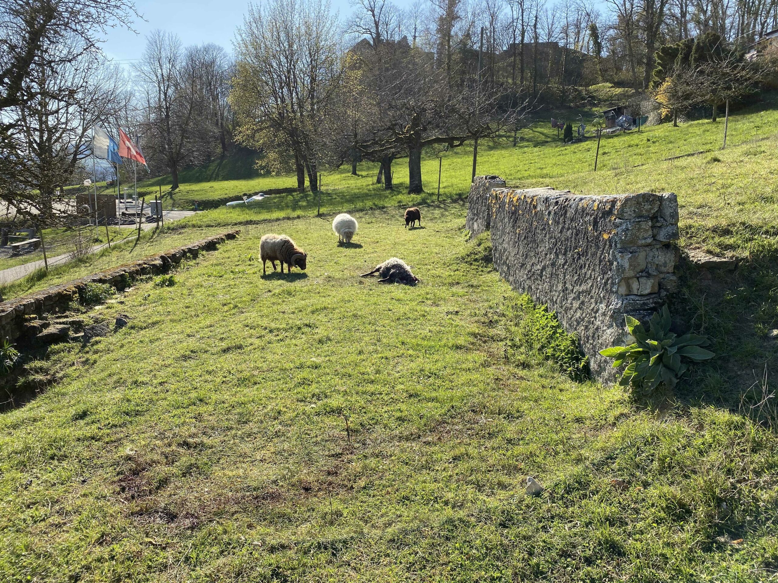 200401_Habsburg_Schaf_2