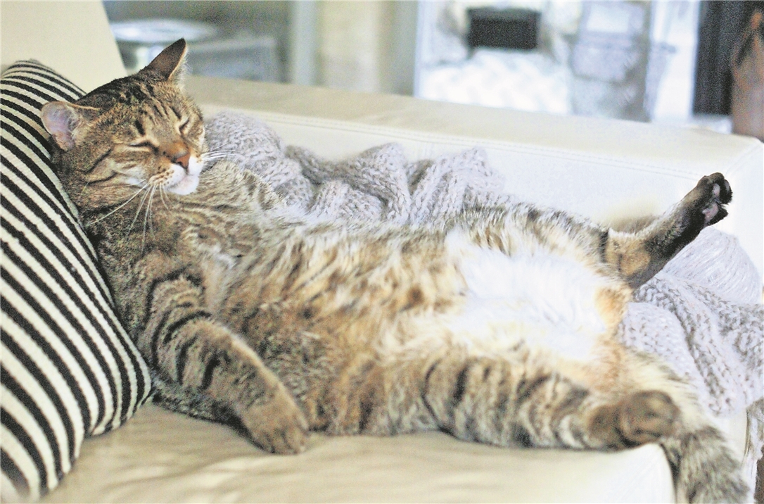 Kater