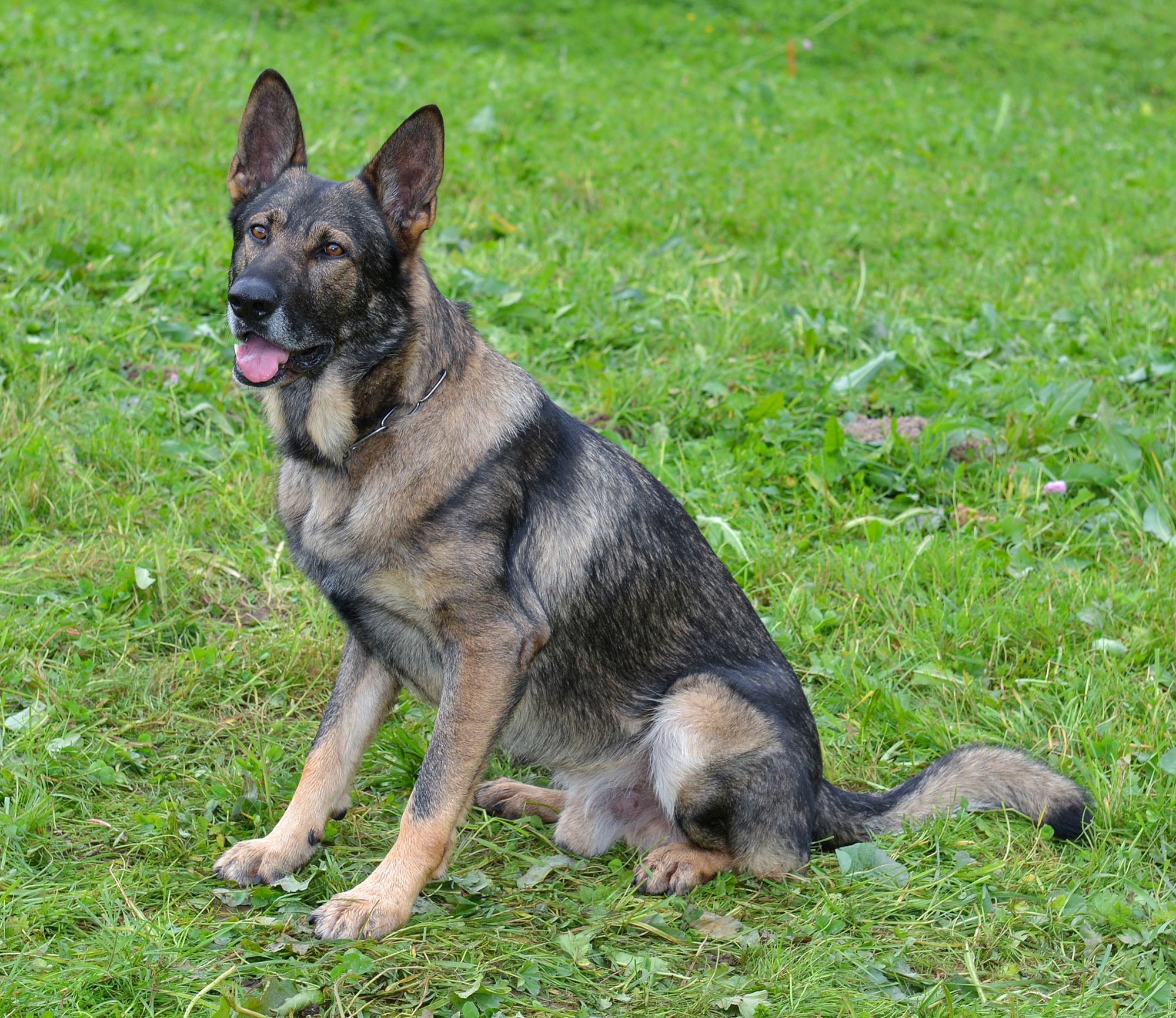 Polizeihund-Mitch
