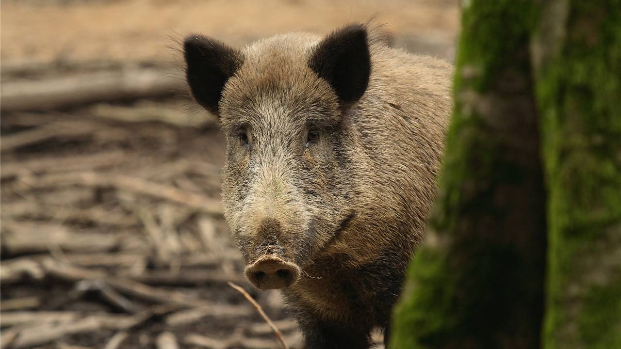 Wildschwein_Archiv