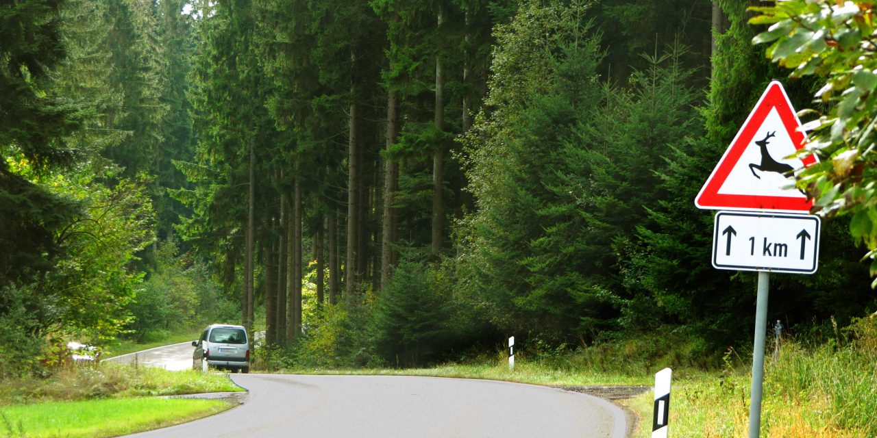 Wildwechsel_by_Rainer-Sturm_pixelio.de_-1280x640