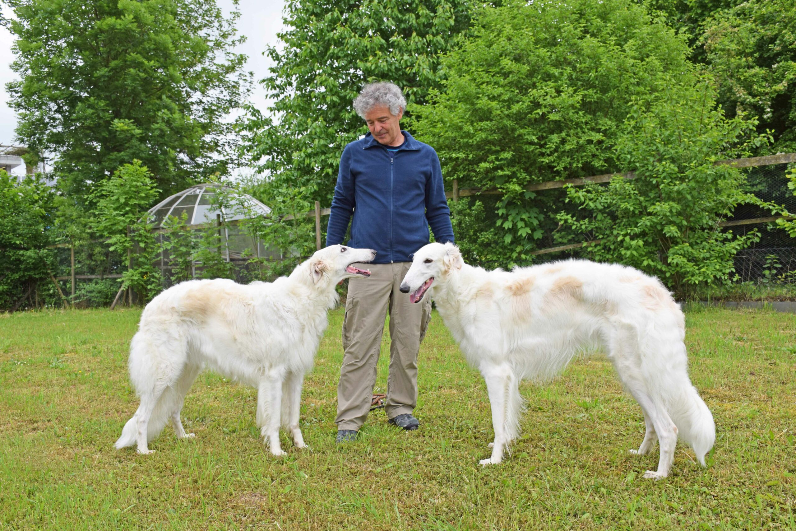 Windhunde
