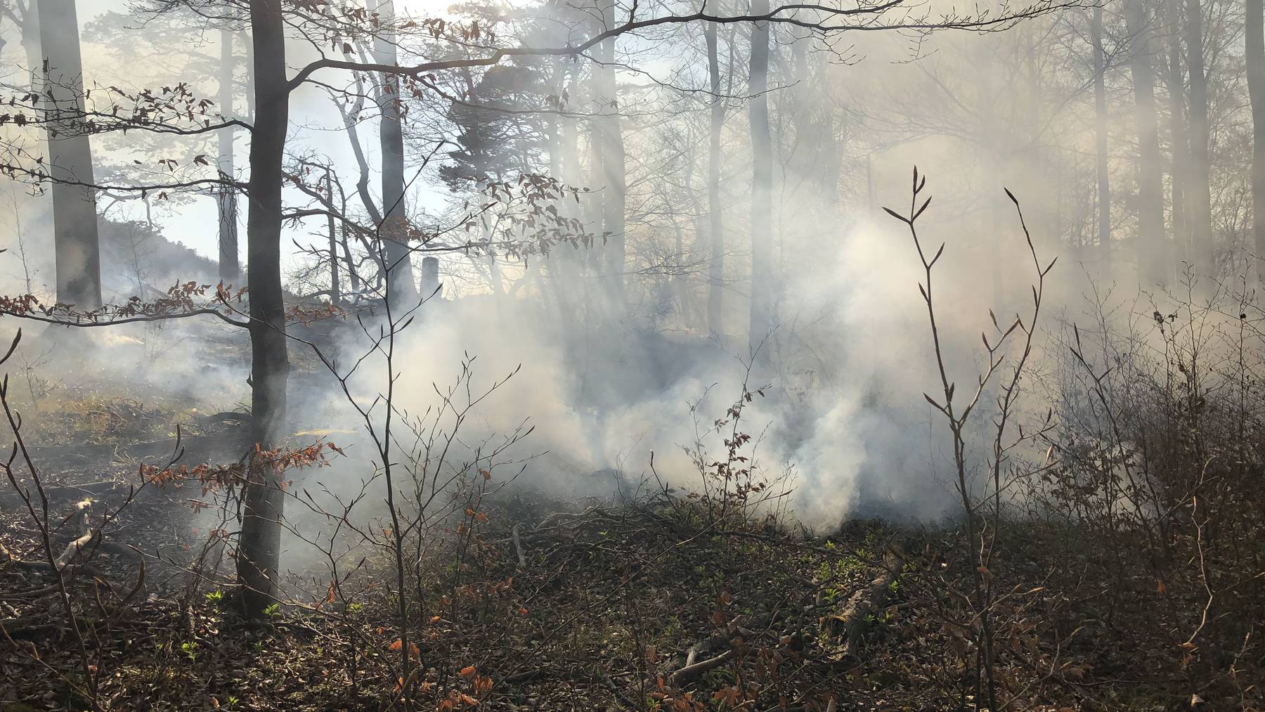 waldbrand2