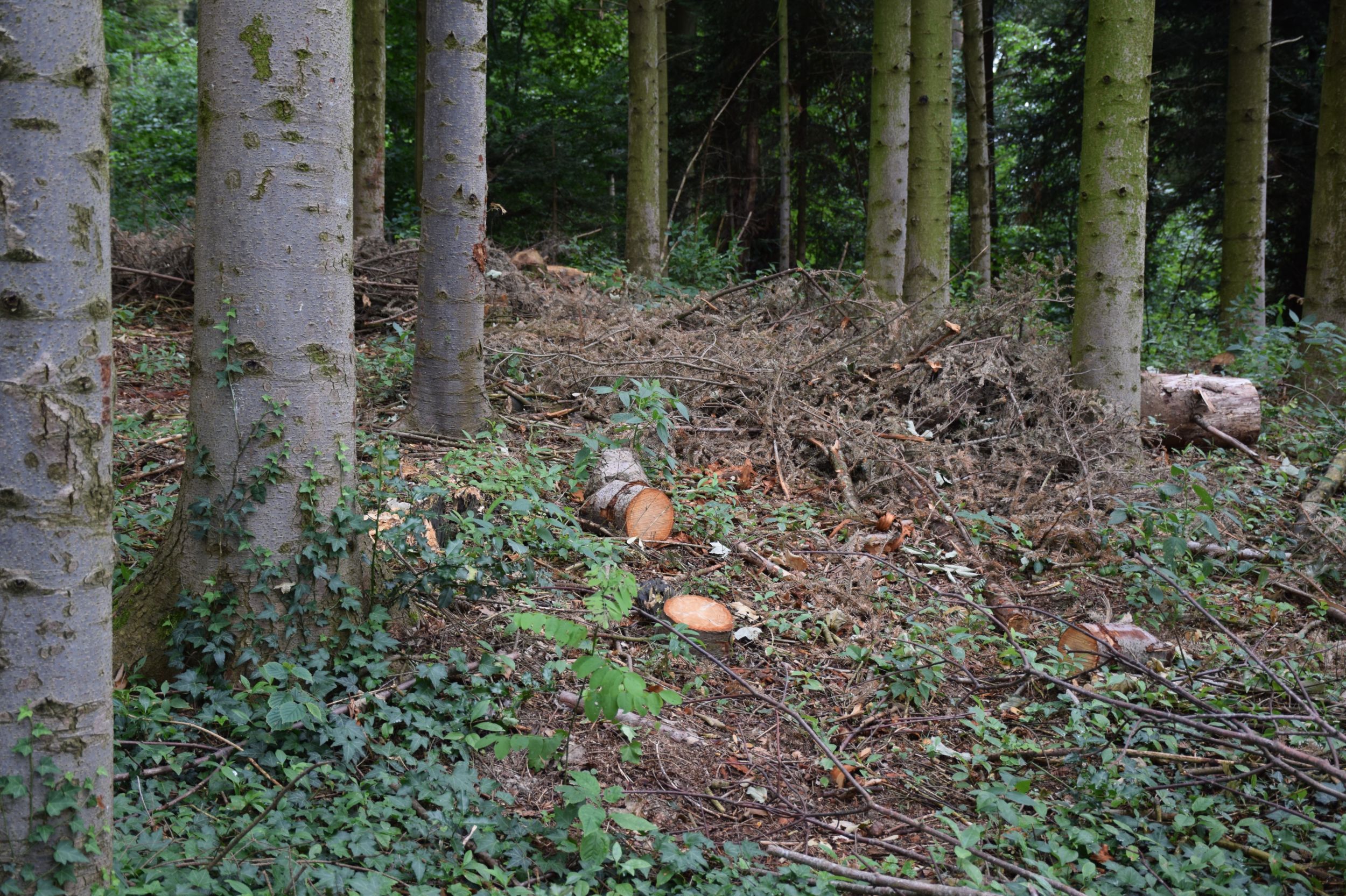 s3hub-zofingertagblatt-productionuploads20250635b2c11b-8e24-b13e-d60b-d58895653af8-1872486.jpeg